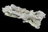 Ichthyodectes (Monster Fish) Skull Section - Kansas #93757-2